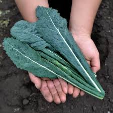 Kale verde Toscano 300gr