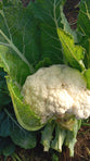 Coliflor Mediano (A CONFIRMAR)