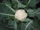 Coliflor Mediano (A CONFIRMAR)
