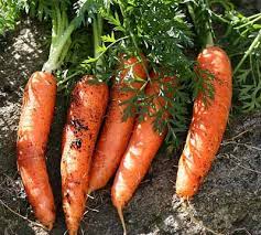 Zanahoria de la finca 1Kg (sin hojas)