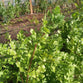 Cilantro fresco - 80 gr