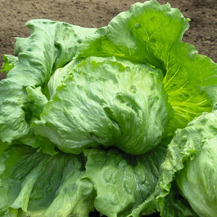 Lechuga CAPUCCINA 400/500grgr