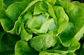 Lechuga Mantecosa - 500gr