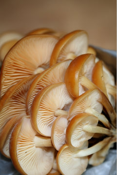 Enoki Fresco - Bandeja 200gr