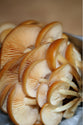 Enoki Fresco - Bandeja 200gr