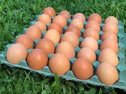 Maple 30 Huevos PASTORILES- Campo Salse