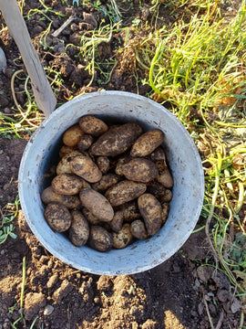 Papa blanca o negra (Finca) 1kg