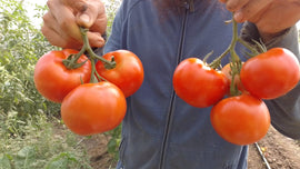 Tomate Redondo- 1kg (Finca)