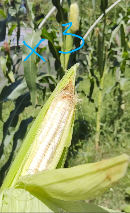 Pack choclo BLANCO DULCE x 3