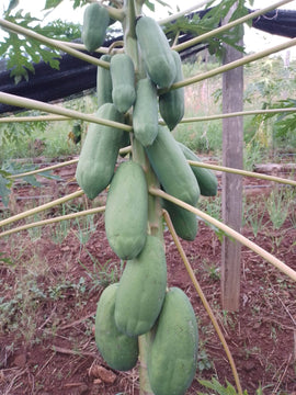 PAPAYA- Unidad aprox 1kg