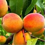 Durazno Flordaking 1 kg