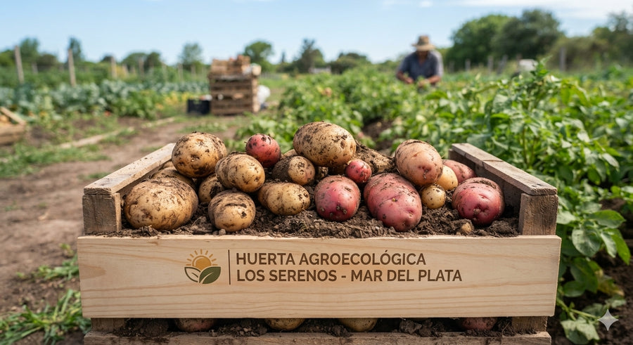Papa blanca 1 Kg- Agroecológica