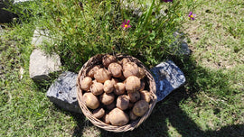 Papa de la Finca (Redonda) 1kg