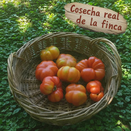 Tomate Especialidad 1Kg