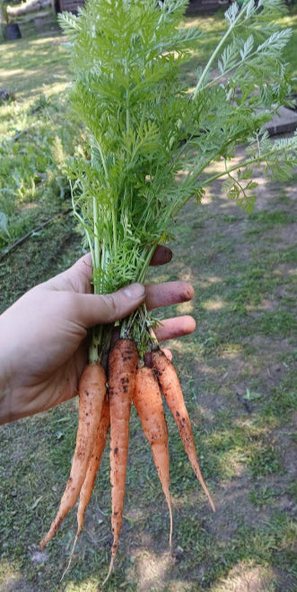 Zanahoria REBELDES  (baby)1Kg