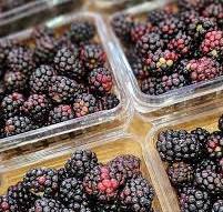 Zarzamora fresca - 125 gr (A CONFIRMAR)