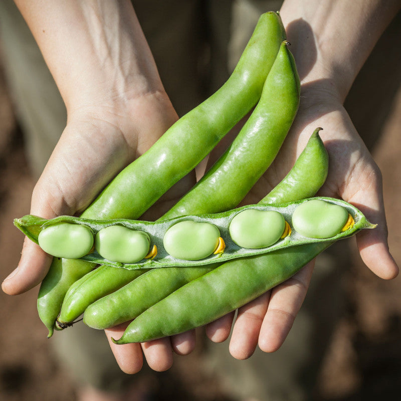 Habas frescas DESGRANADA  -  Paquete 350gr  - Finca Vira Vira