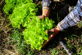 Lechuga solo Verde  - 500gr