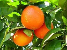 Naranja de Ombligo 1Kg - Agroeco