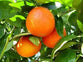 Naranja de Ombligo 1Kg - Agroeco