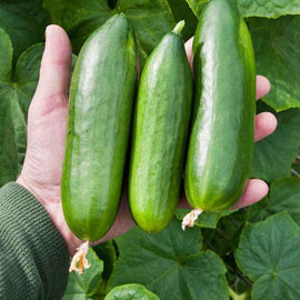 Pepino 1 Kg - ( a confirmar)