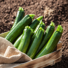 Zuccini 1kg